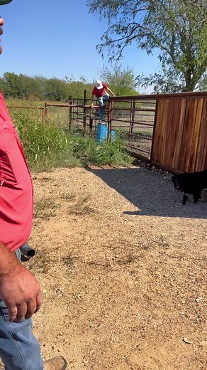 Protecting Cattle from Wind: Building a Wind Block