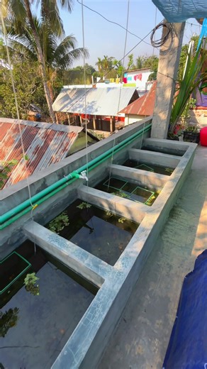 Finding Peace Through Fish Farming