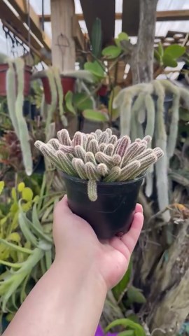 Echinopsis Chamaecereus Cluster ‘peanut Cactus’ Rare Succulent Live Cacti Plant - Etsy
