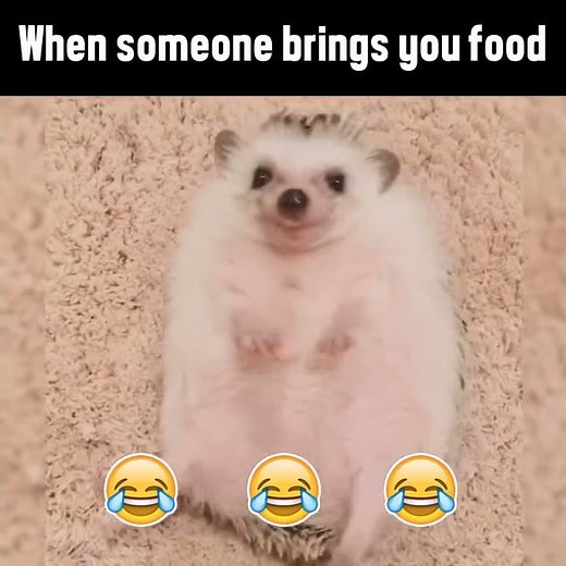 Cutest Hedgehog Eating Food