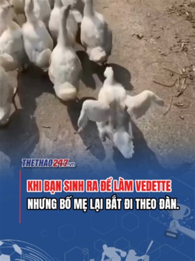 Làm vịt cũng được, nhưng phải là vịt slay nhất đàn! 🔥 #SportsONTIKTOK #thethao247 #viral