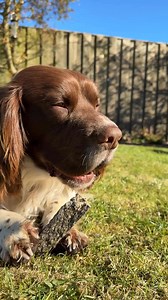 Perfect day to eat a calming fish chew from Pooch & Mutt | Max Out in the Lake District