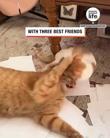 2.4M views · 109K reactions | He couldn't be happier with his new pals!  | Lessons Learned In Life | Facebook