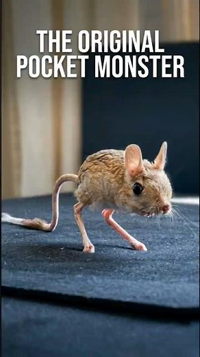 Is This the World’s Weirdest Pet