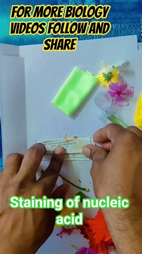 🌻II PUC Biology 🔬 Practical 🌿 Staining of Nucleic acid 🧅🧫 // #science #education #biology