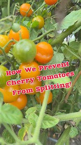 This is how we try to eliminate splits in our cherry tomatoes!!! 👇👇👇👇👇👇👇👇👇 🍅We try to be very careful to harvest the tomatoes at the pedicel “elbow”. That’s what I call it!🤣🤣 🍅We then leave this on the tomato when we sell it so the tomatoes stays fresh and doesn’t split. 🍅It can be quite frustrating after a few days of rain! Tomatoes often take in all the water and the skin gives way to the stress of the fruit expanding rapidly. 🍅Split tomatoes can be gathered and used for seed sa