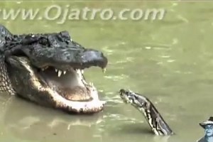 Kvapą gniaužianti krokodilo ir pitono kova
