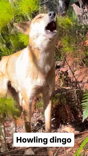 201 reactions · 52 shares | A Howling Dingo will STOP  ✋ you in your sandy tracks on K’gari!  #dingo #dingohowl #kgari #fraserisland | Fraser Island Gallery | Facebook