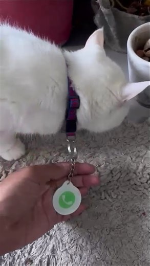 Best Cat Safety Tag | NFC QR Cat Tag
