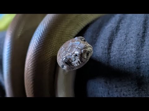 Impressions of the Papuan Python, Pound For Pound Strongest of Snakes Vlog 1