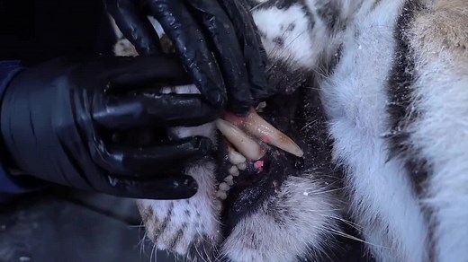 Top 10 Largest Siberian Tigers in the World