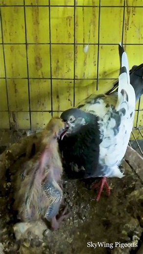Pigeon Feeding Its Little Chick ❤️ #pigeon #pigeonlover #pigeons #pigeonracing #pets #birds
