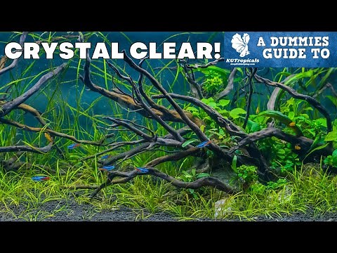 The Clearest Water In Your Aquarium, Easy How To! A Dummies Guide To Clear Water.