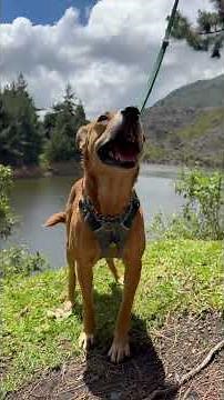 Rescue Dog's First Harness