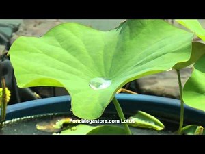 Lotus Effect, About The Lotus, Water droplets repel off the lotus leaves