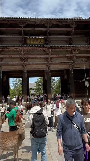 奈良公園から東大寺へ｜鹿と歩く癒しの散歩 🦌Nara Park Walk 🦌｜Deer, Temples & Peaceful Japan Scenery