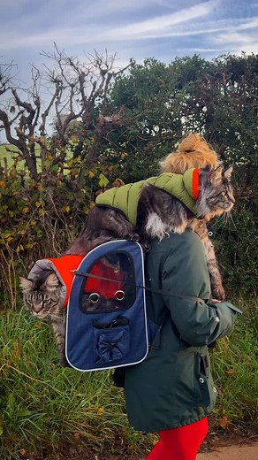 SHIFTY SHAFTY CATS Well check me out. Hefting the lazy idiots around by myself. Just call me He-man. Oo I love a bit of He-man… and Thundercats. As a cat lover Thundercats was right up there. Wow, there’s really nothing going on upstairs with me today, and it’s only Tuesday. Welcome to my brain 😂😂😂 #catadventures #catlifestyle #tabbymainecoon #coolcats | Miche Middleton