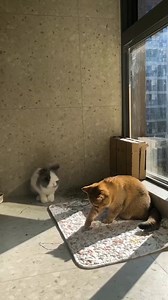 🐰 Thinking about getting your first rabbit?Before you hop into it, make sure you know exactly what to expect!🥕 📽 Cradit : @ nibble.tales on IG #rabbit #bunny #cat #funny #fun #animals #viral #reels #fbreels #funnyanimals | USA Rabbit Lovers