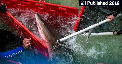 How Do You Move a Shark? Very Carefully (Published 2018)