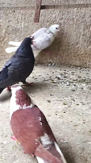 Pigeon Sounds Compilation | Real Pigeon Cooing Sounds | Bird Sounds in Nature #birdsong #birdcall