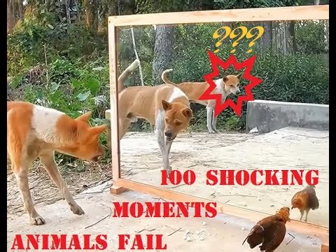 100 Incredible Animal Skills You’ve Never Seen Before That Shocked Viewers