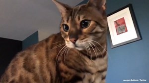 Man Makes Auto Tune Of His Cat