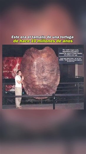 La tortuga gigante que dominó Sudamérica