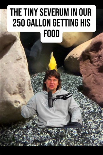 Keep in mind this little guy is about 2-3 inches..🤫🫡 also, the frontosas in the background👀 #aquarium #severum #frantosacichlids