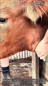 Massive Abscess Drained From Cattle Neck! #worker #farming #veterinary #livestock #cattle