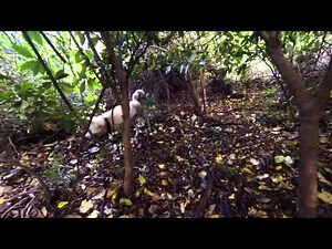 Hunting With Kishu: 58kg Boar