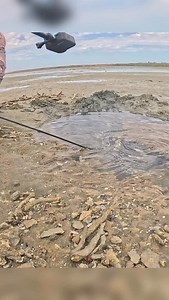 💀FDYS | Field Days