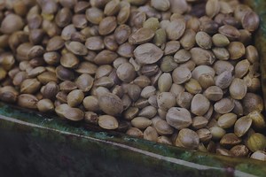 Buy Marijuana Seeds in California - Pacific Seed Bank