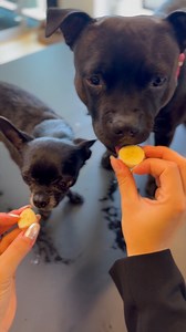 Tænker du nogle gange over, om din hund mon får nok væske om sommeren? 💙💦 Vi har et par gode tips til, hvordan du kan få din hund til at drikke mere vand på de varme dage: 🧊 Isterninger med vådfoder Bland lidt vådfoder sammen med vand og hæld det op i nogle silikoneforme til at lave isterninger med. Når isterningerne er frosset til, kan du give dem både direkte, som en afkølende snack og de kan puttes i vandskålen. Skift vandet i vandskålen med isterningen hver dag. 🐶 Opblødt tørfoder Opblød