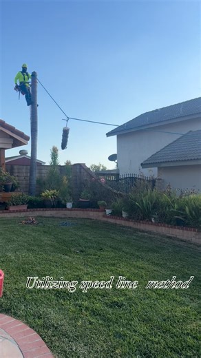 Albert V on Instagram: "DEAD PALM REMOVAL- No free falls. No broken tiles. No damage. Palm removal using a speed line with a redirected drop zone—every piece controlled, roof protected, walls and plants untouched. This is how professionals work. #NoFreeFall #PalmRemoval #SpeedLineRigging #TreeWorkDoneRight #A1TreeCorp"