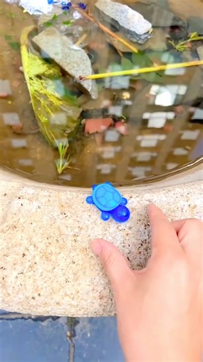 She Thought It Was Candy ! But It Was a REAL Turtle! 🐢🍬😂