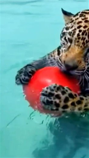 Why Zoo Keepers Give Blood Popsicles To Tigers! ✨ #shorts #tiger #viralshorts #ytshorts #viralvideo