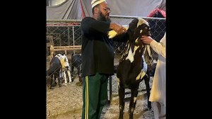 55 reactions · 13 comments | Honesty Benefits In Goat Farming // بکری فارمنگ میں ایمانداری کے فوائد | Goat Land Farms | Facebook