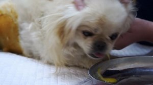 Vet clinic. Gag reflexes in a dog from receiving anesthesia. The veterinarian wipes the mouth of the dog with a gauze pad.