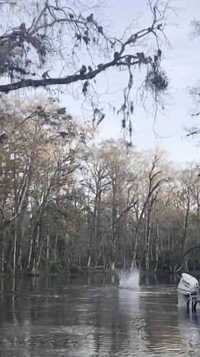 'IT'S RAINING MONKEYS!' Matthew Schwanke was boating down the Silver River in Silver Springs State Park earlier this month when he came upon a "turf war" between two groups of rhesus macaques high in the trees — which ended with more than 20 of the monkeys leaping from the tops of the limbs, loudly splashing into the water below. And it's not the first time the monkeys have been spotted high-diving: https://bit.ly/3iWfMOC | FOX 13 News - Tampa Bay