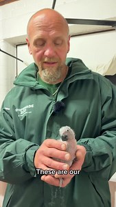 1.1K views · 353 reactions | Do parrots make good pets? 列 Our...