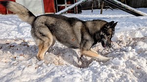 9.8K views · 500 reactions | We to a little update on my huskies chipped tooth. I can't believe how long it's going to take to get her into to see the vet! The dogs play in the snow, and it's just a day around the house today! | Snow Dogs Vlogs | Facebook