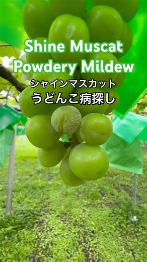 Scouting for powdery mildew in Shine Muscat.シャインマスカットのうどんこ病探し