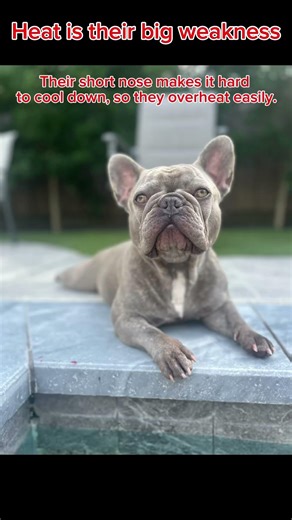 Facts about French Bull Dogs I bet you never knew