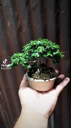 #minibonsai #bonsai #mame #premna #process #bonsaitree #bonsai4all #bonsai4me #bonsaitips #bonsaiworld | shirobonsai