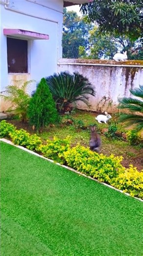 Meet my rabbit friends#trendingshorts #ytshorts