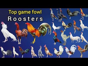Top game roosters in the world | beautiful and strong roosters #chicken