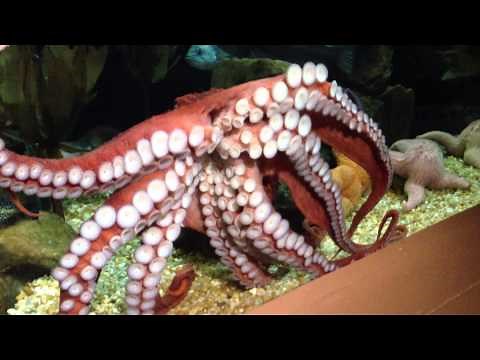 Giant Pacific octopus (Enteroctopus dofleini) at Georgia Aquarium