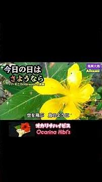 今日の日はさようなら·ハーモニカ演奏·昭和歌謡·Japanese Song·森山良子·Shorts·No610·1947曲目· #ハーモニカ #カラオケ #奄美大島 #オカリナ