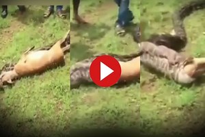 Viral Video: Python Swallows Deer Within Seconds, Leaves Netizens Stunned. Watch