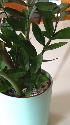 Moisture Meter Guide: Soil Moisture Check for Houseplants